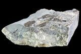 Ammonite (Promicroceras) Cluster - Somerset, England #86248-2